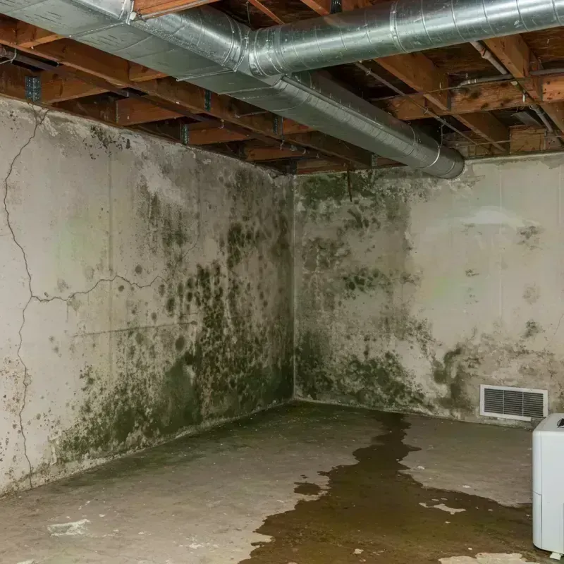 Professional Mold Removal in Harwood Heights, IL